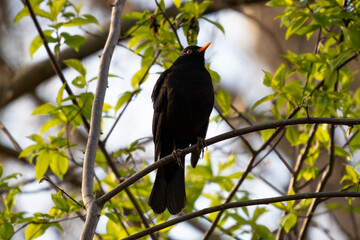 Common blackbird (Turdus merula) perched in a tree 