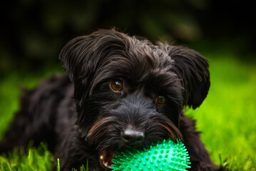 A Playful Black Yorkshire Terrier Playing with a Bright Green Spiky Ball in a Beautiful and Lush Garden Environment