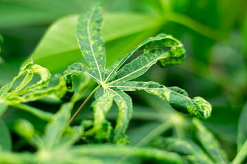 Cassava leaves are damaged by the spotted leaf virus.
