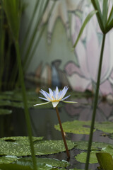 Blue lotus flower (Nymphaea caerulea) in a pond