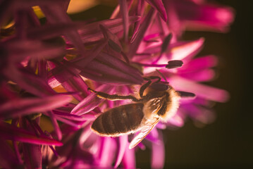 Closeup image of a busy bee diligently pollinating vibrant pink flowers in natures garden