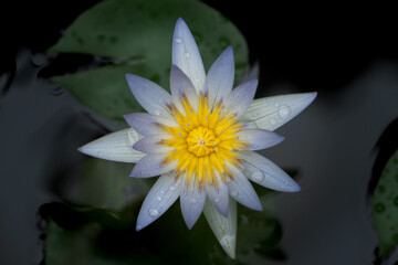 Blue lotus flower in full bloom, showing its harmonious symmetry and luminous nuances