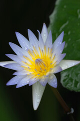 Blue lotus flower in full bloom, showing its harmonious symmetry and luminous nuances