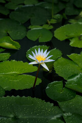 Blue lotus flower (Nymphaea caerulea) in a pond