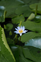 Blue lotus flower (Nymphaea caerulea), a symbol of wisdom and spiritual transcendence in Buddhism