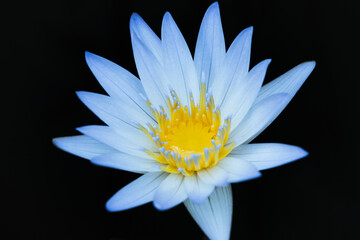 Lavender-blue petals and a radiant yellow center: a rain-drenched Nymphaea caerulea, a blue lotus flower in a pond