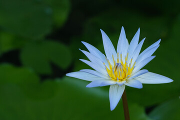 Lavender-blue petals and a radiant yellow center: a rain-drenched Nymphaea caerulea, a blue lotus flower in a pond