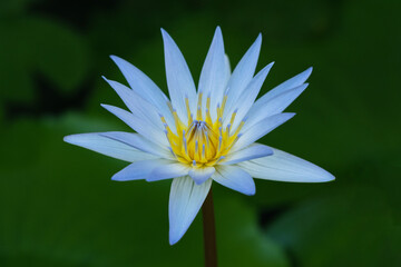 Lavender-blue petals and a radiant yellow center: a rain-drenched Nymphaea caerulea, a blue lotus flower in a pond