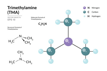 Trimethylamine. TMA. Structural Chemical Formula and 3d Model of Molecule. C3H9N. Atoms with Color Coding. Vector graphic Illustration for educational materials, scientific articles, and presentations