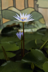 Blue lotus flower (Nymphaea caerulea) in a pond