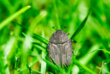 Close-up of a beetle walking through fresh green grass in a natural outdoor environment