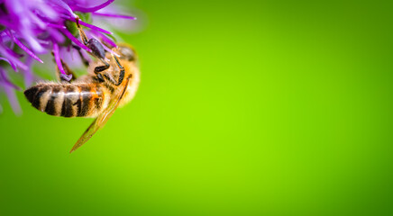 A Stunning Closeup of a Bee Pollinating a Beautiful Flower Against a Vibrant Background