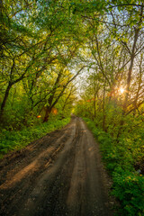 Fototapeta premium Peaceful Woodland View with Abundant Greenery and Light