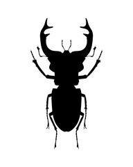 Stag beetle. Vector illustration in black. Silhouette. Isolate. Flat style. Tattoo. Drawing of an insect.