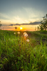 Warm Sunset Hues Over a Long, Empty Rural Pathway