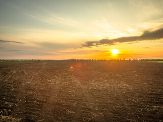 Agricultural Landscape: Golden Wheat Field Ready for Harvest