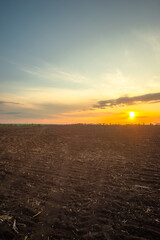 Expansive Green Wheat Field with Rows of Young Plants