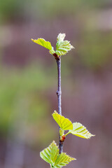 Young green leaves on tree branch on sunny spring day.