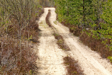 Dirt, sandy road goes into distance I do not rub forests.