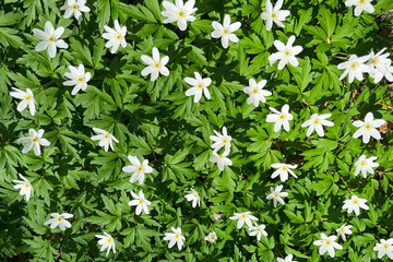 The flowers of the buttercup family are liverworts or white woodlands. The background image.