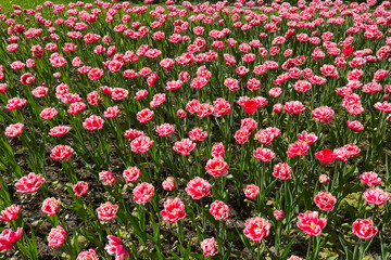 Blooming tulips of red and pink grow on field. Background image.