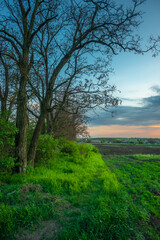 Lush Green Undergrowth and Bare Trees Beside Farmland at Dusk