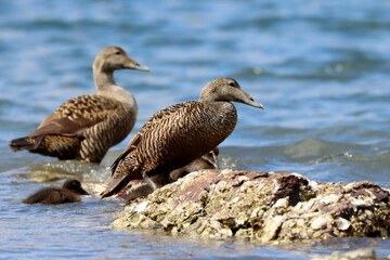 Common eider, female