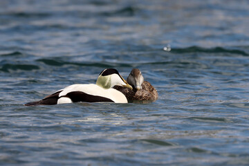 Common eider,