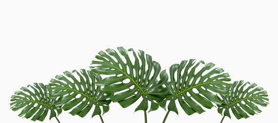 five monstera pant leaves isolated on white background