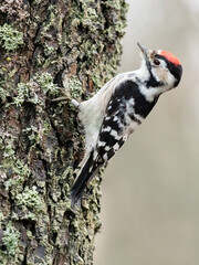 Lesser Spotted Woodpecker