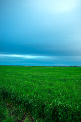 Vibrant Green Field Under a Dramatic Blue Sky