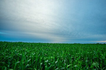 Vast Green Field Under a Brightening Sky