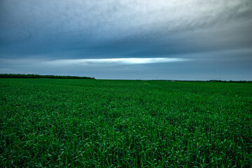 Expansive Green Field Under a Heavy, Overcast Sky