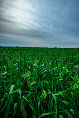Wide Horizon View of a Green Field Beneath a Layered Sky