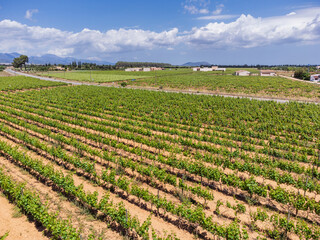 BiniVista Winery, Biniali, Sencelles, Mallorca, Balearic Islands, Spain