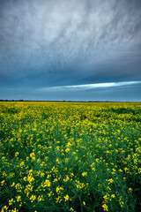 Vast Field of Blooming Yellow Rapeseed Under a Cloudy Blue Sky