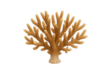 Colorful coral isolated on transparent background. High-quality marine element for ocean-themed designs, educational materials, or tropical graphics