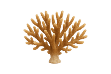 Colorful coral isolated on transparent background. High-quality marine element for ocean-themed designs, educational materials, or tropical graphics