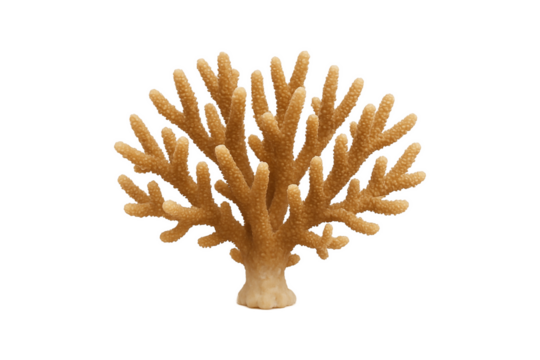 Colorful coral isolated on transparent background. High-quality marine element for ocean-themed designs, educational materials, or tropical graphics