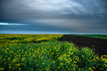 Expansive Yellow Rapeseed Field Under a Dramatic Cloud Formation