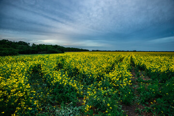 Rolling Yellow Canola Field Bordered by Green Trees Under a Textured Sky