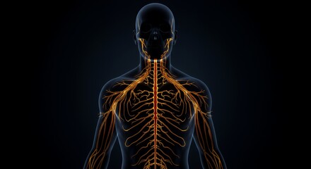 Human Nervous System: Anatomy 3D Model