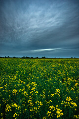 Expansive Canola Field in Full Bloom Under a Dramatic Cloudy Sky
