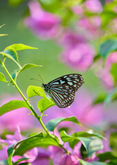 Swallowtail butterflies sucking nectar from flowers
