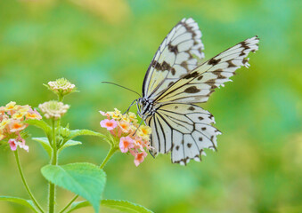 Swallowtail butterflies sucking nectar from flowers
