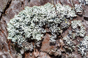 Lichen on the bark of a coniferous tree. Close-up, selective focus.