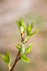Young green leaves on a tree branch on a sunny spring day.