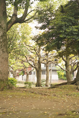 Obraz premium 公園の木