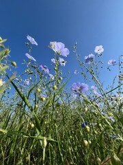 Fototapeta premium Beautiful blue flowers bloom in a lush green field under a clear blue sky during the warm afternoon sun