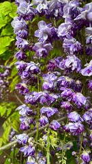 Purple wisteria blossoms cascading in a garden during spring season in full bloom